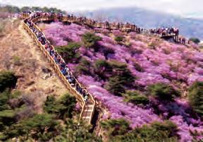 강화군 축제.jpg