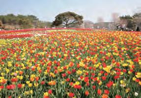 튤립 축제.jpg