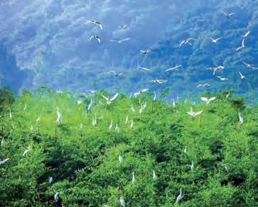 삼호대숲 백로.jpg